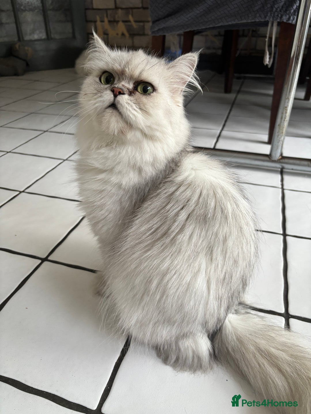 Persian cats for sale: Persian kittens for sale - Image 16