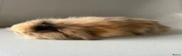 Mini Lion Lop rabbits for sale: Lion head/ mini lop baby's  - Advert 5