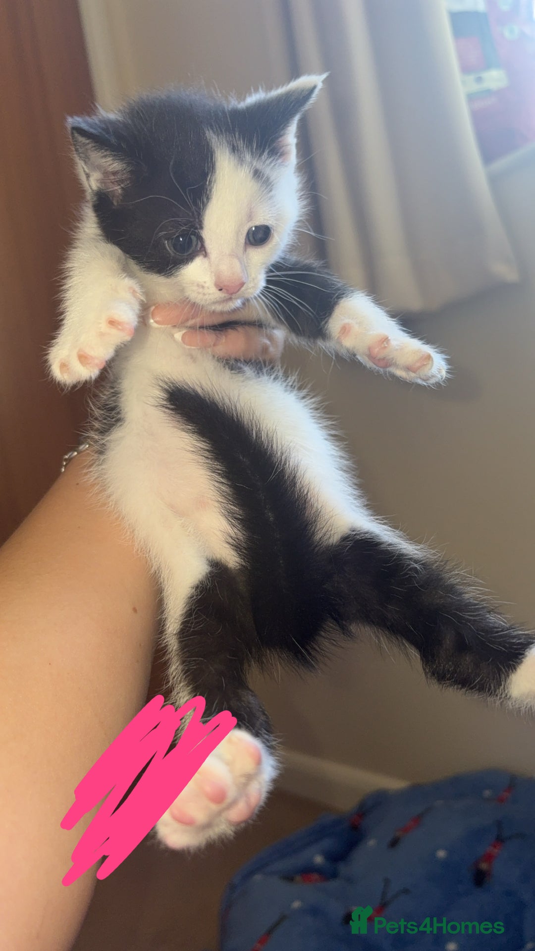 Mixed Breed cats for sale: 5 beautiful kittens for sale🤍 - Image 7