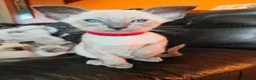 Siamese cats for sale: Gorgeous Siamese kittens!!! - Advert 9