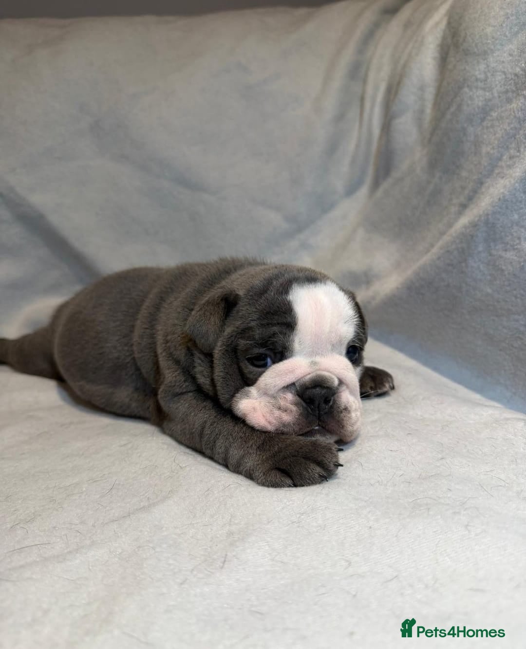 English Bulldog dogs for sale: Elite English Bulldog Puppies – Rare Blue Eyes  - Advert 8