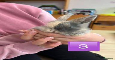 Mini Lop rabbits - Advert 5