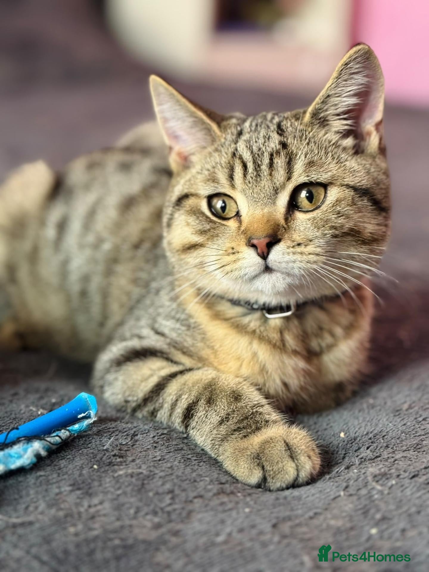 British Shorthair cats Ready Now! GCCF BSH Champion Bloodline kittens - Advert 1