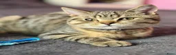 British Shorthair cats for sale: Ready Now! GCCF BSH Champion Bloodline kittens - Advert 1