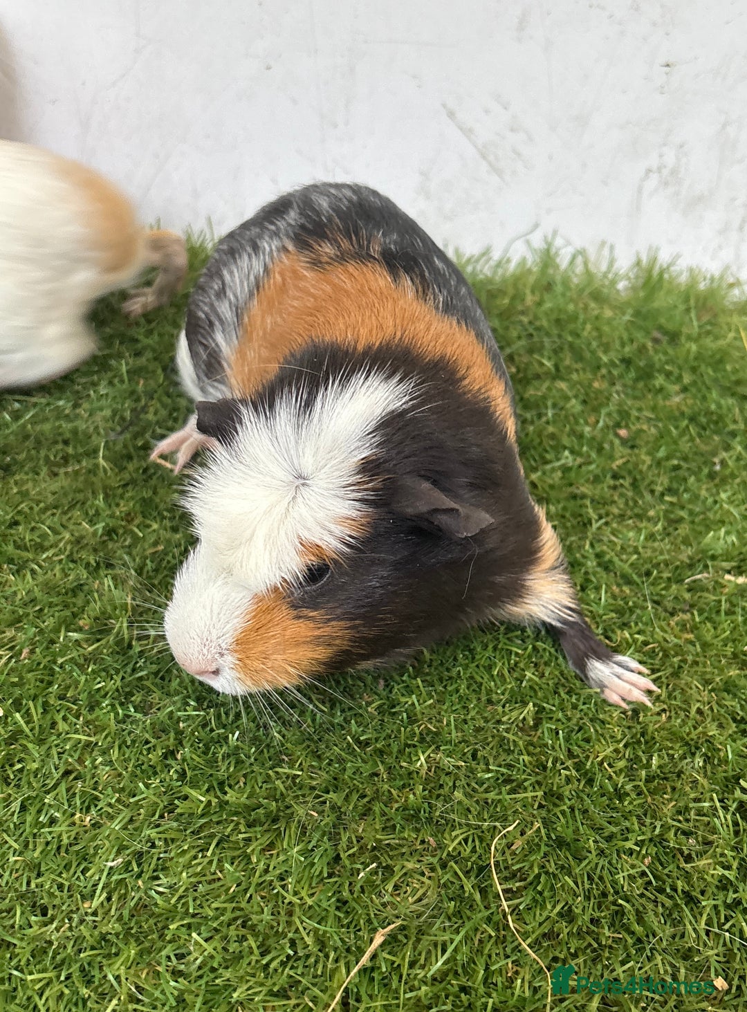 Guinea Pig rodents for sale: Female baby guinea pigs  - Advert 7