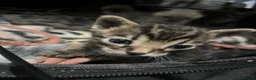 Bengal cats for sale: Beautiful Rare Bengal Tica Kittens - Advert 11