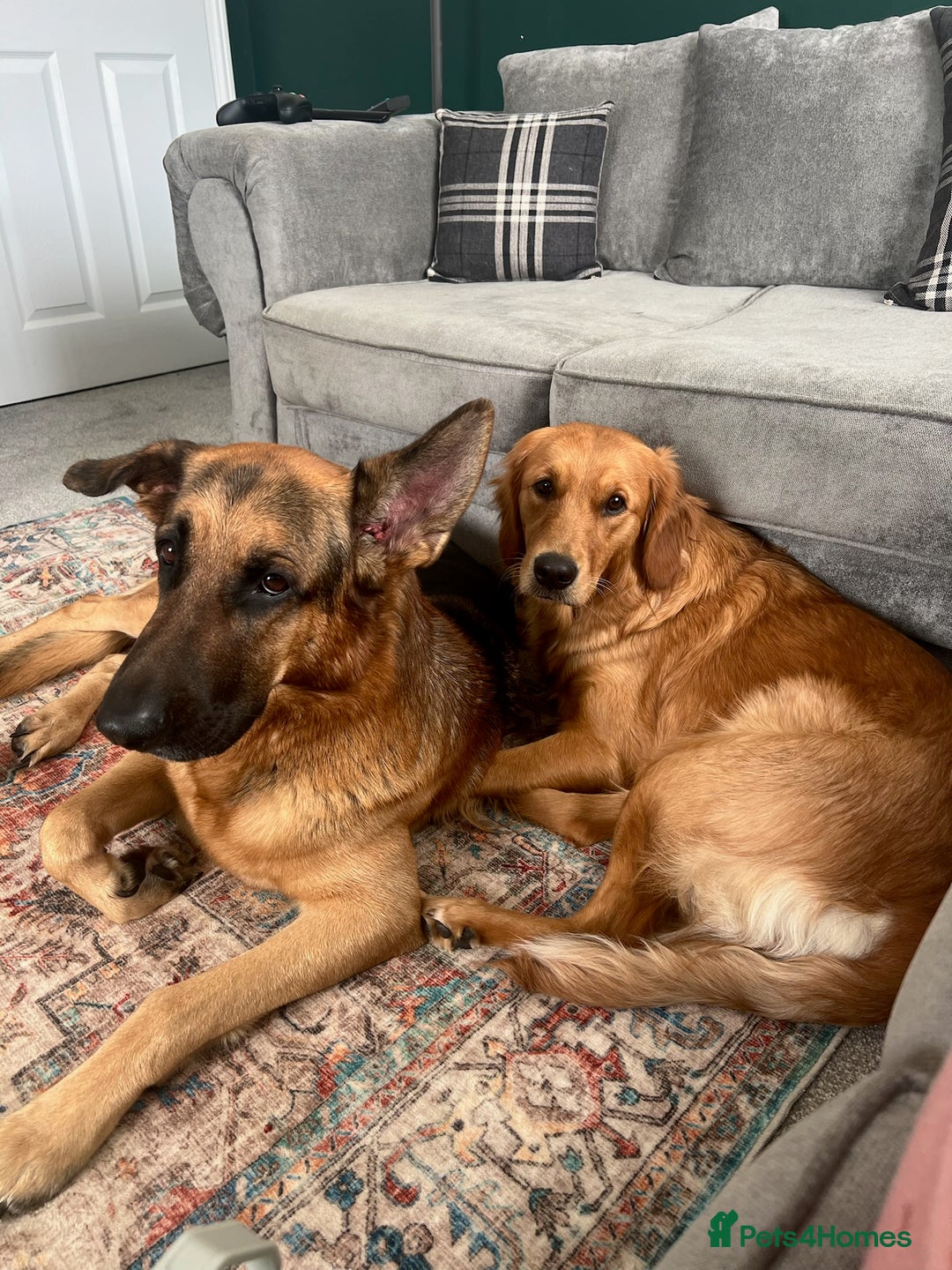 Mixed Breed dogs for sale: Golden Retriever/ German Shepherd puppies  - Image 14