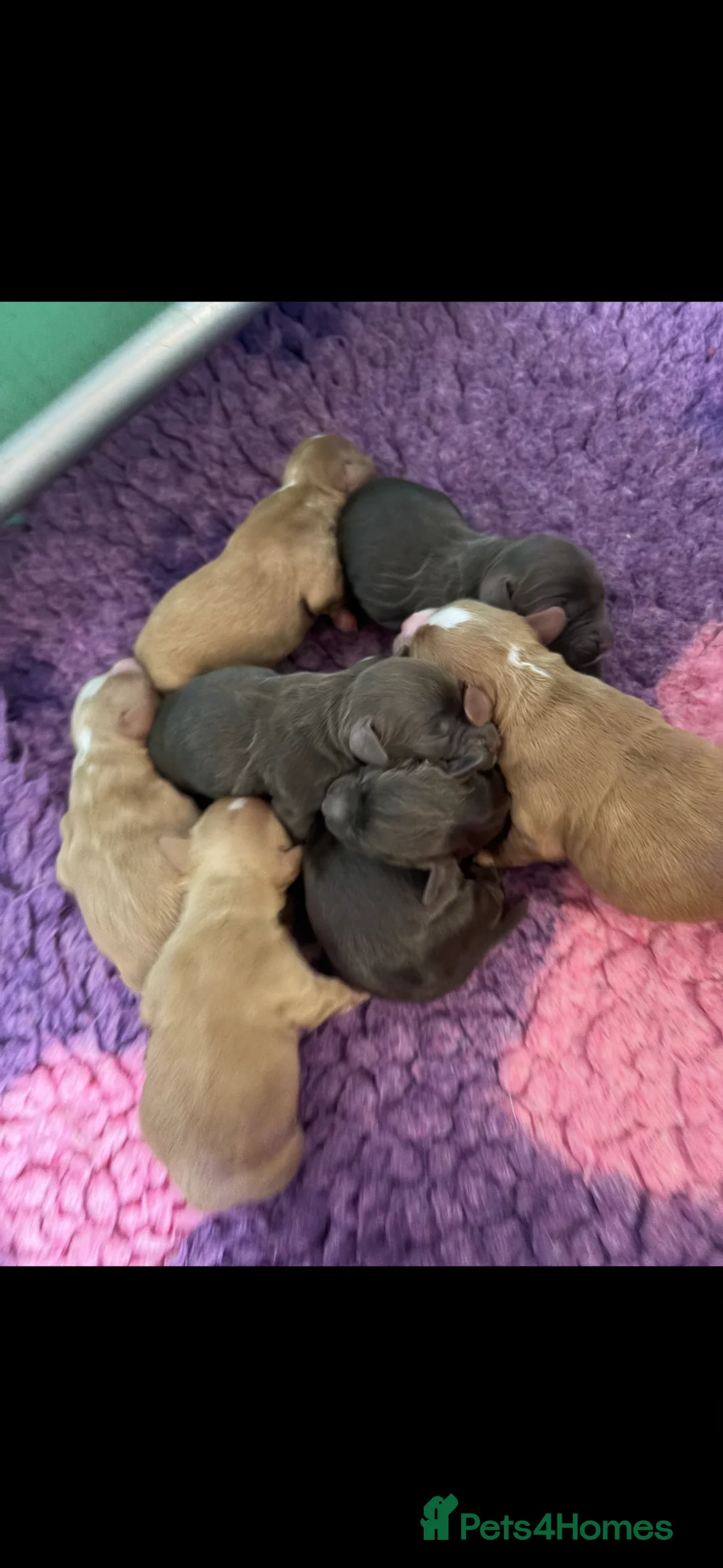 Cocker Spaniel dogs for sale: Beautiful cocker spaniel puppy’s - Advert 1