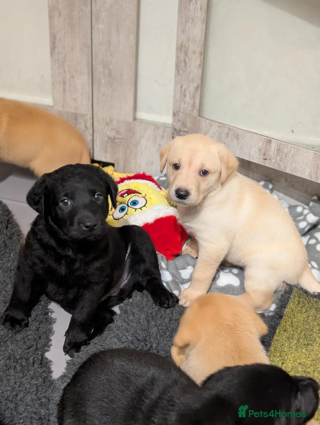 Labrador Retriever dogs for sale: Good, chunky, active and lively Labrador Puppies - Advert 2