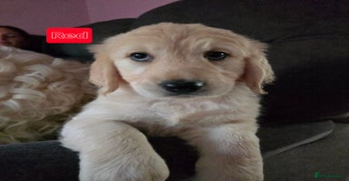 Goldendoodle dogs - Advert 6