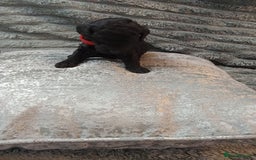 Jackapoo dogs for sale: Beautiful Jackapoos puppies - Advert 13