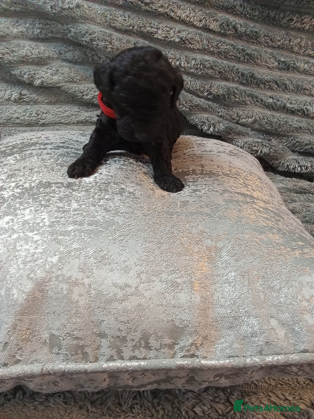 Jackapoo dogs for sale: Beautiful Jackapoos puppies - Advert 13