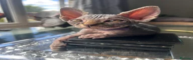 Tabby Sphynx Girl