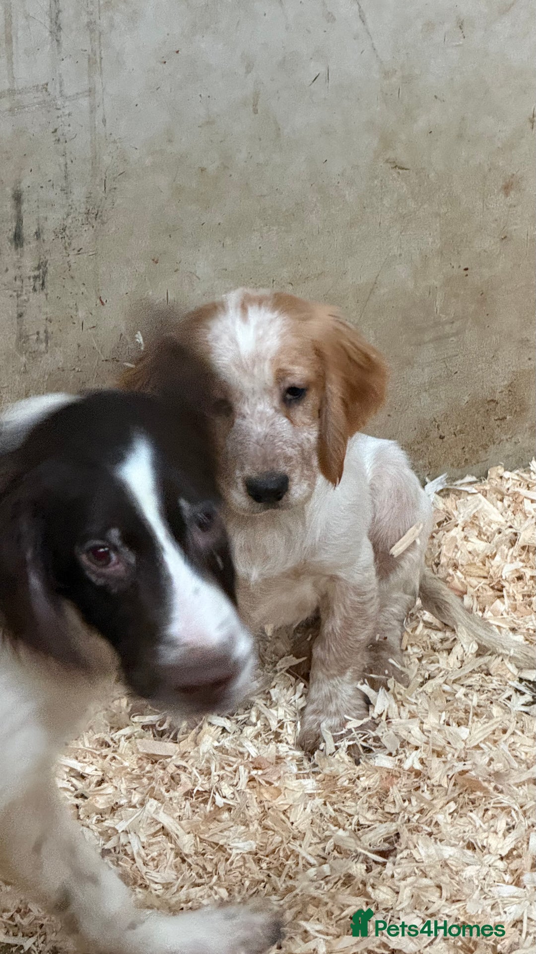 Sprocker dogs for sale: 4 Sprocker Spaniels  - Advert 3