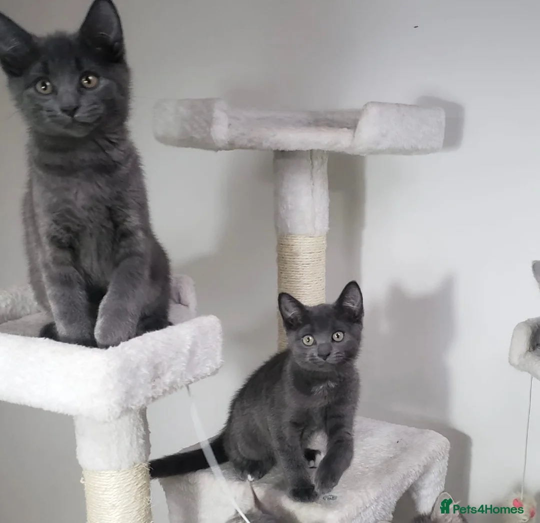 Mixed Breed cats for sale: SOLID/BLUE GREY BSH X KITTENS BOYS  - Advert 2