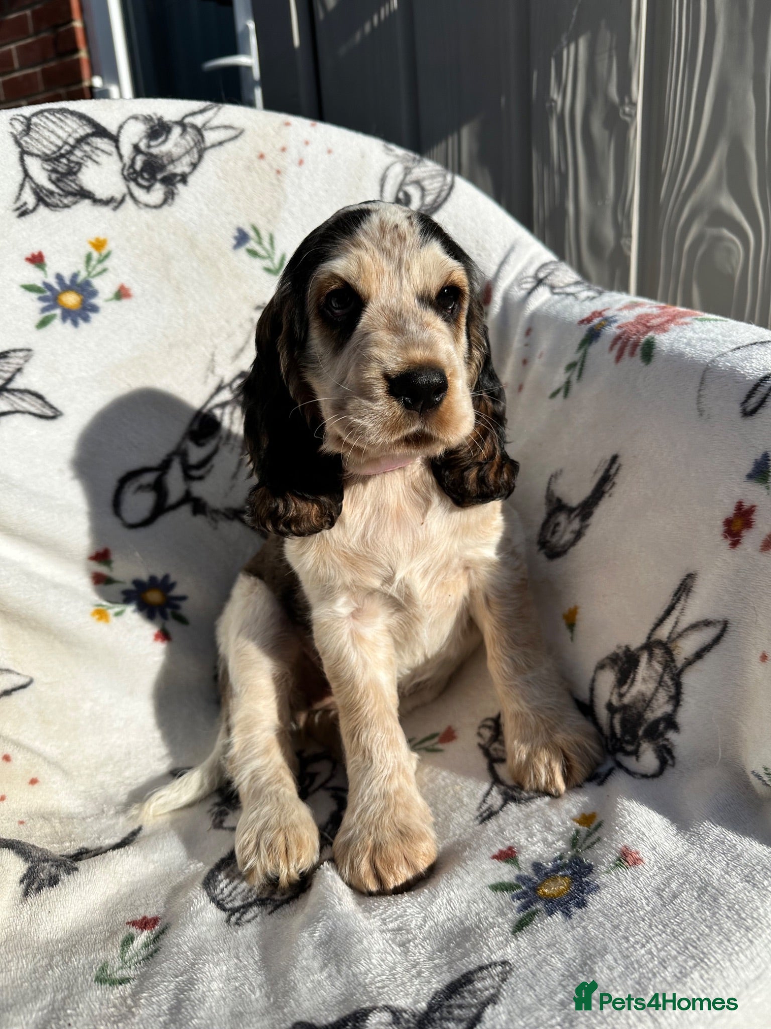 Cocker Spaniel dogs *1 GIRL* KC Health Tested Show Cocker Spaniels - Advert 2