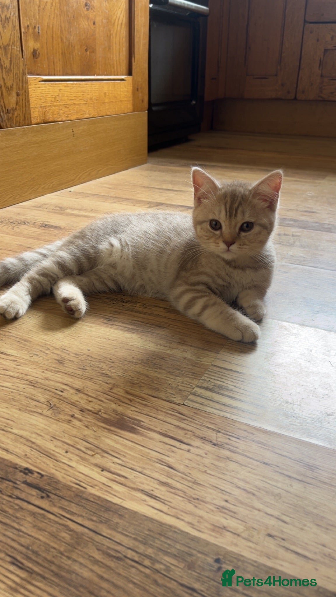 Scottish Fold cats ✨ Last Straight Girl Left (TICA REGISTERED) ✨  - Advert 1