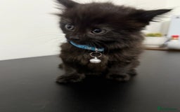 Mixed Breed cats for sale: 5 Beautiful Kittens - Ready for Homes Nov 17 - Image 5