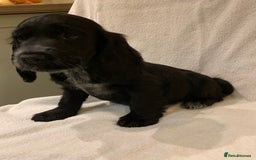 Cocker Spaniel dogs for sale: Beautiful Kc cocker spaniel  boys and girls  - Image 19