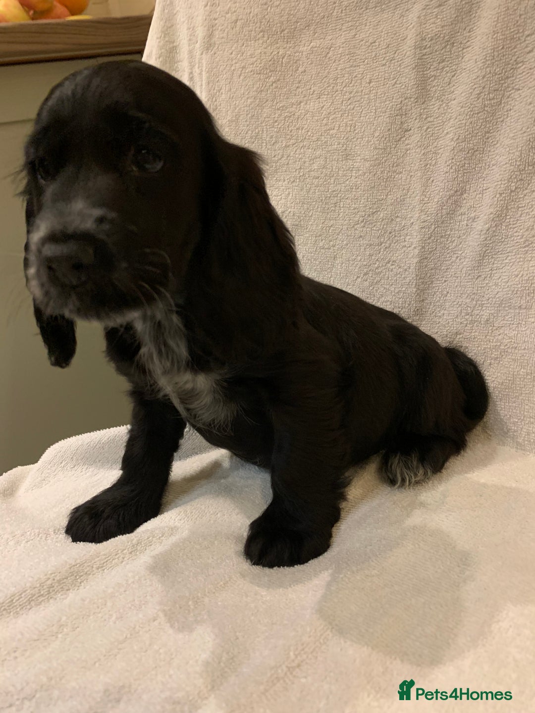 Cocker Spaniel dogs for sale: Beautiful Kc cocker spaniel  boys and girls  - Image 19