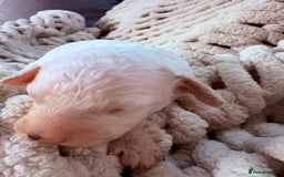 Sproodle dogs for sale: F2 Sproodle Puppies - Image 10