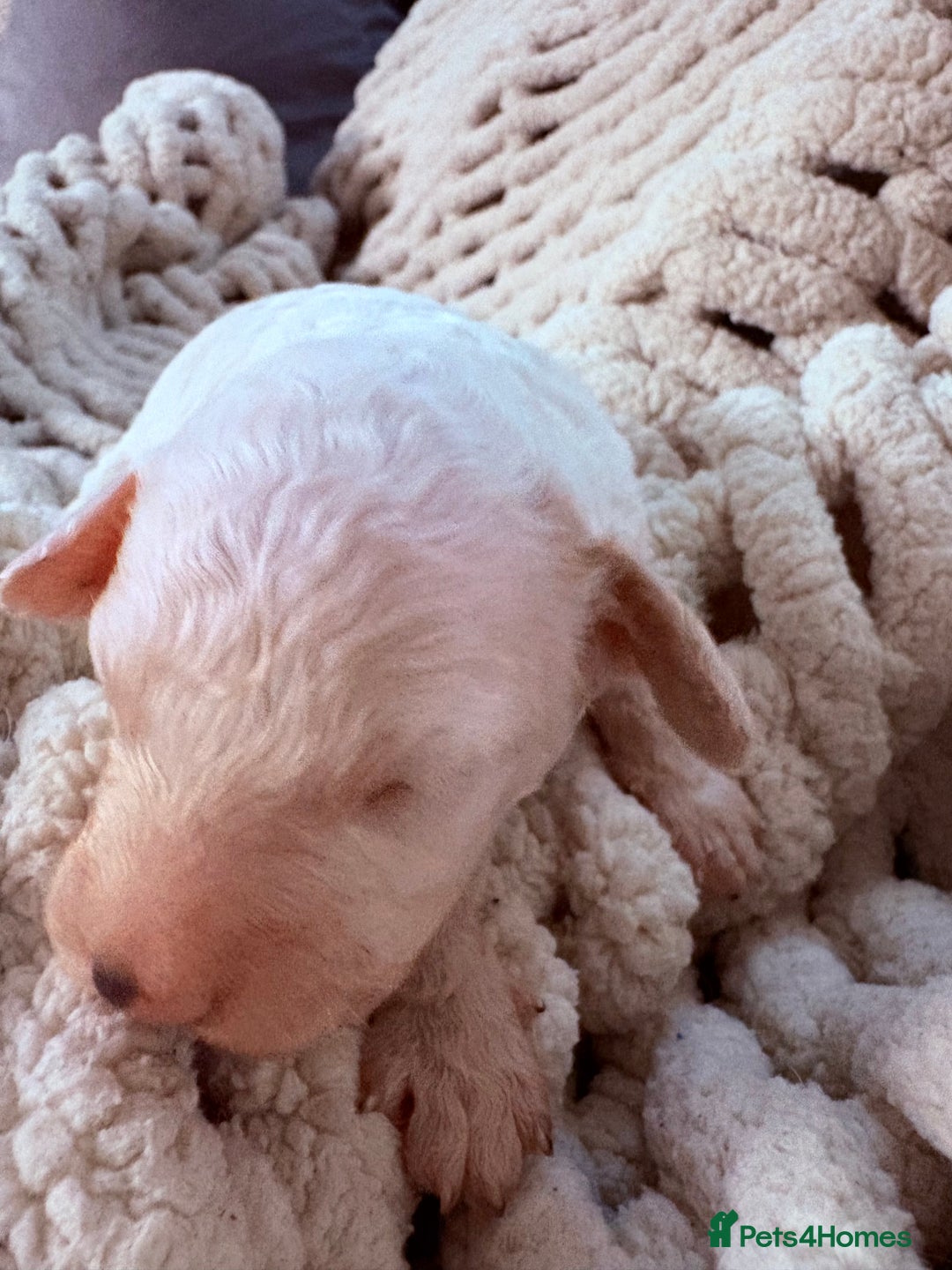 Sproodle dogs for sale: F2 Sproodle Puppies - Image 10