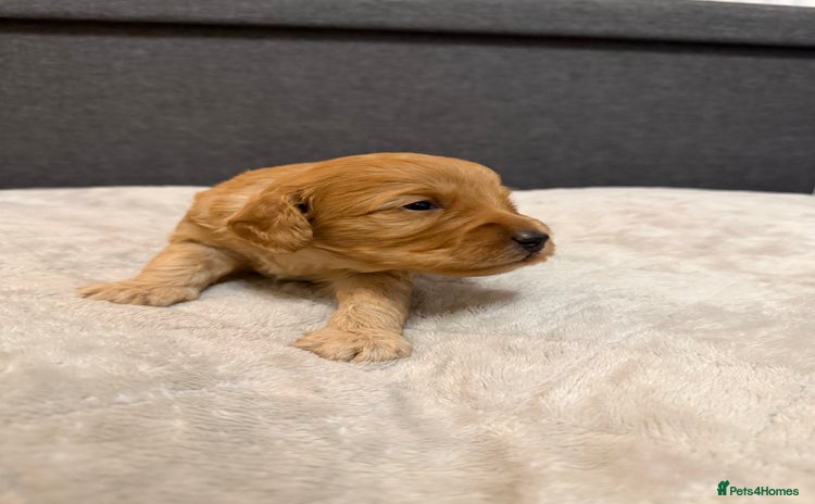 Cockapoo dogs Beautiful F1b Cockerpoo ready to collect December  - Advert 6