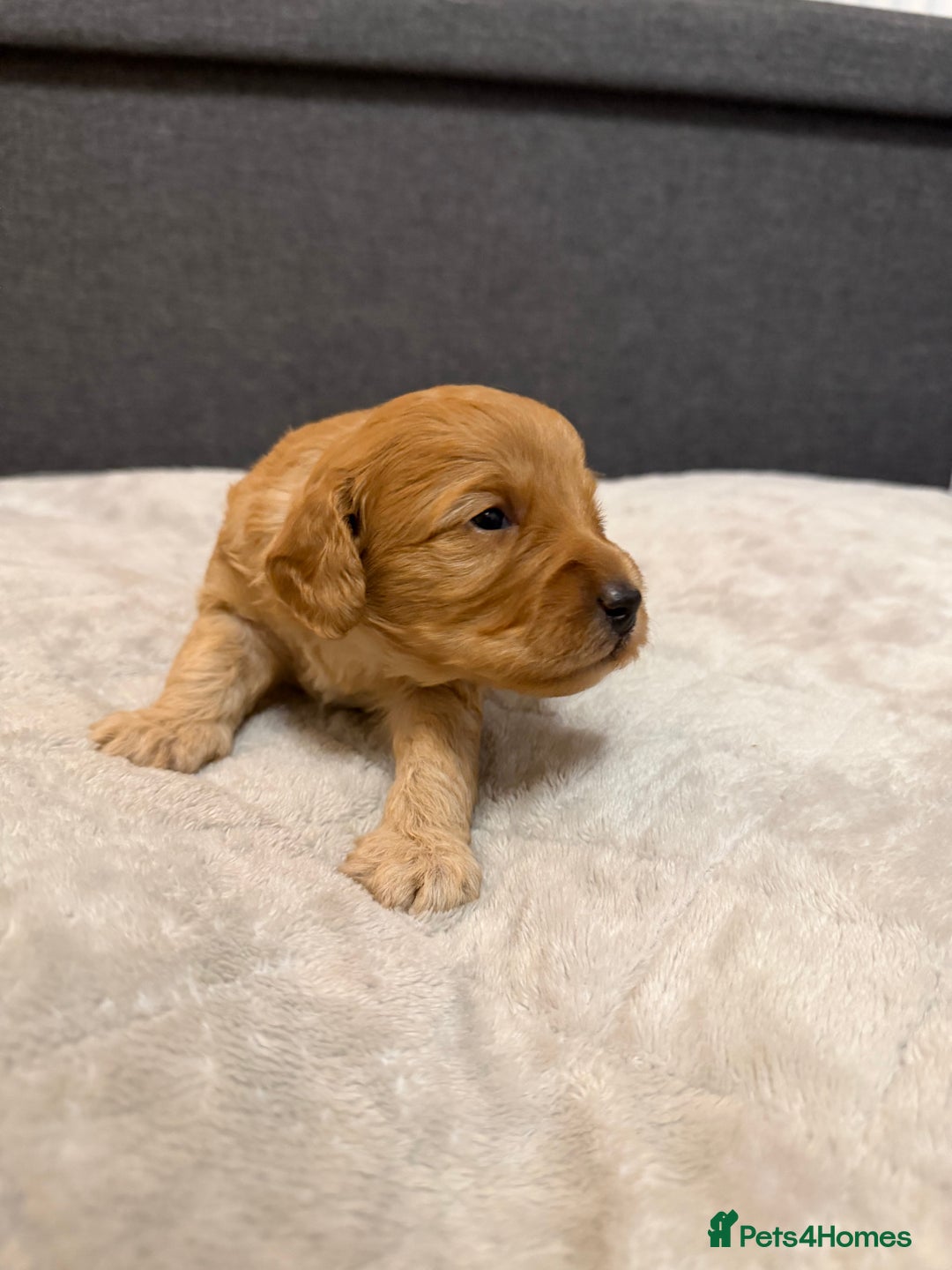 Cockapoo dogs for sale: Beautiful F1b Cockerpoo ready to collect December  - Advert 1