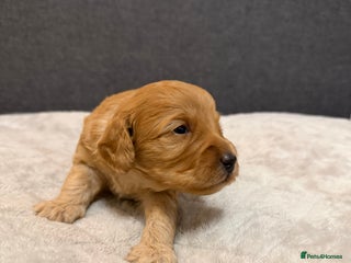 Cockapoo dogs for sale: Beautiful F1b Cockerpoo ready to collect December - Advert 1