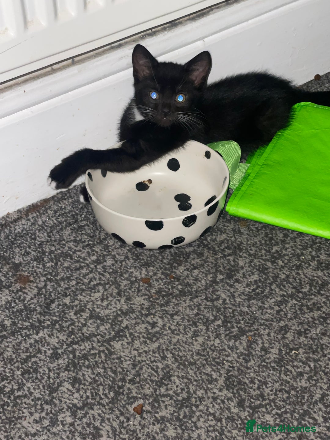 Mixed Breed cats for sale: *Free££* Beautiful brothers looking loving home - Advert 26