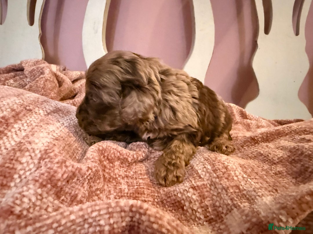 Cockapoo dogs for sale: Lovely American Cockapoo Pups Chocolates & Merles  - Advert 16