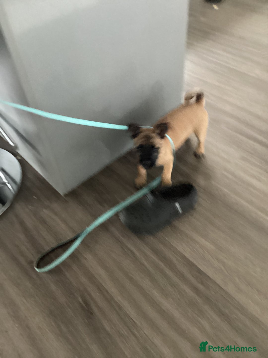 Mixed Breed dogs for sale: Pug x terrier - Image 2
