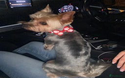 Yorkshire Terrier dogs for stud: Billy Boy  - Image 13