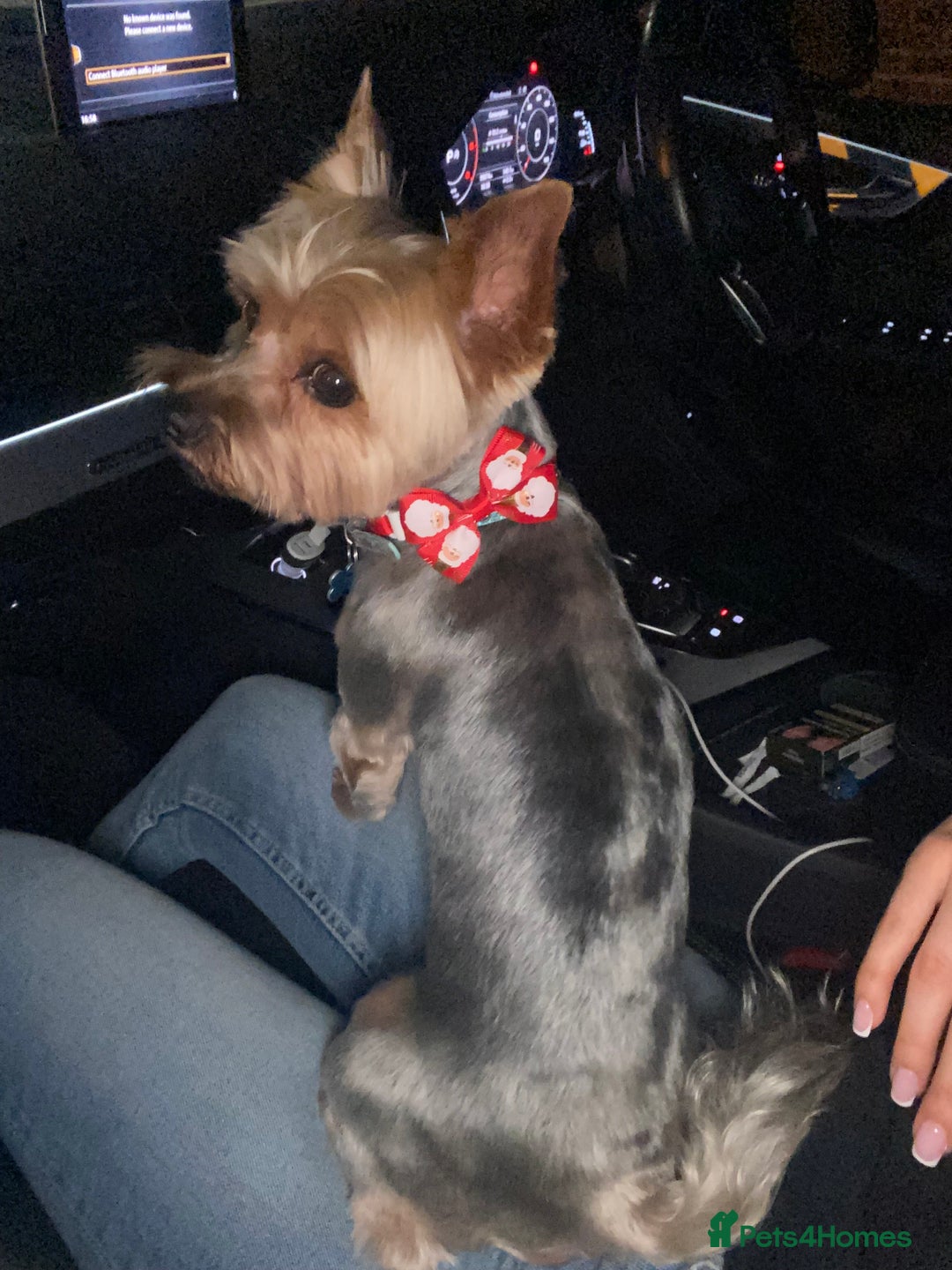 Yorkshire Terrier dogs for stud: Billy Boy  - Image 13