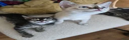 Bengal cats for sale: Bengal cross kittens - Advert 10