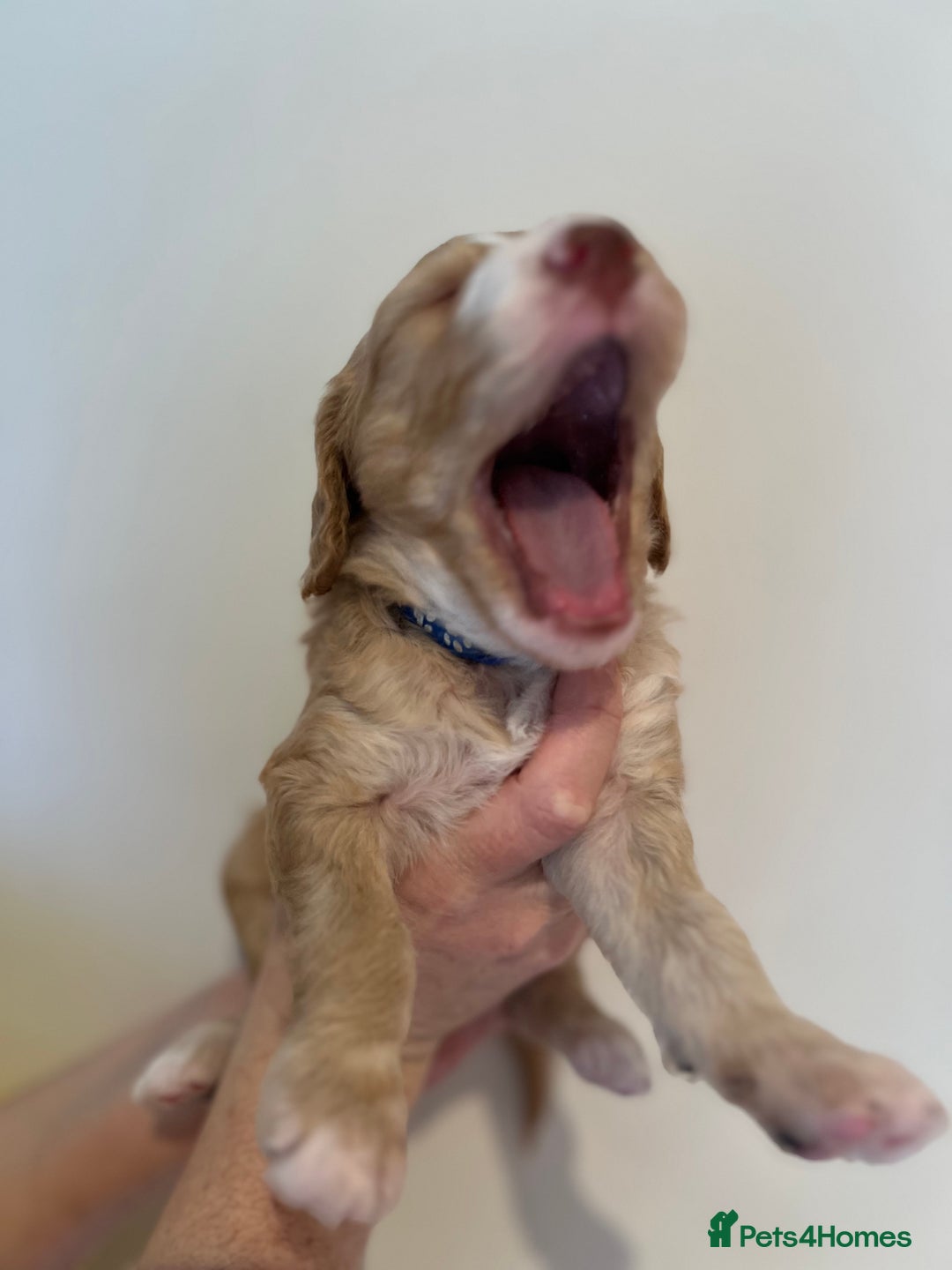 Cockapoo dogs for sale: Apricot F1B Cockapoo puppies - Advert 19