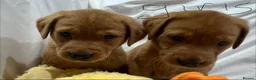 Labrador Retriever dogs for sale: Fox red Labradors pups - Advert 22