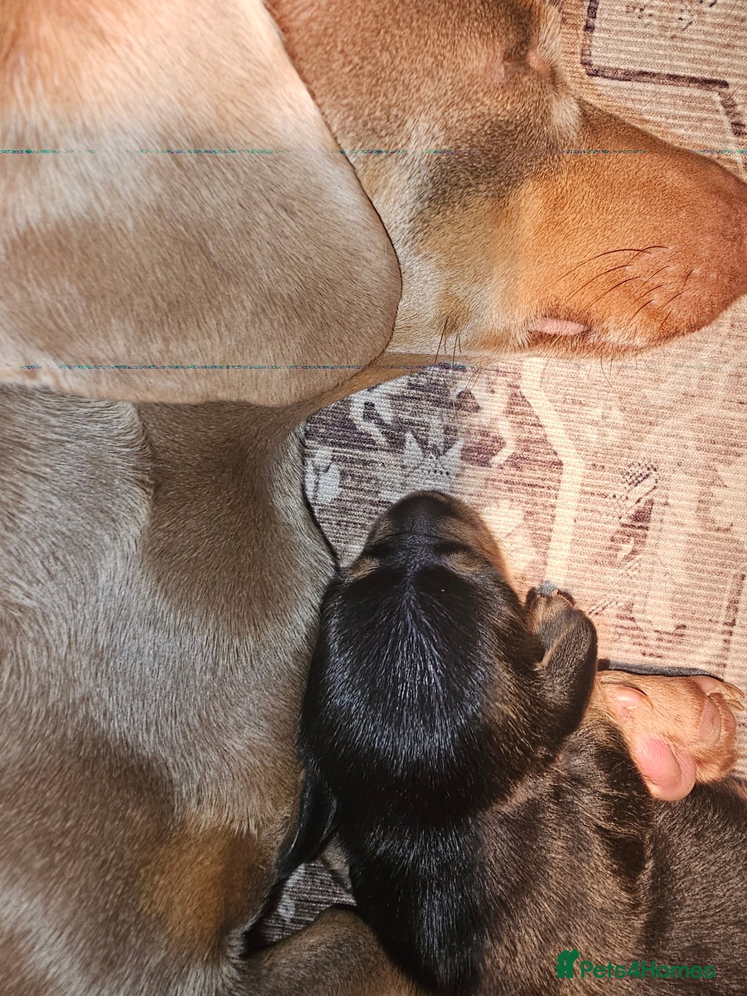 Dachshund dogs for sale: Dashound puppies - Image 17