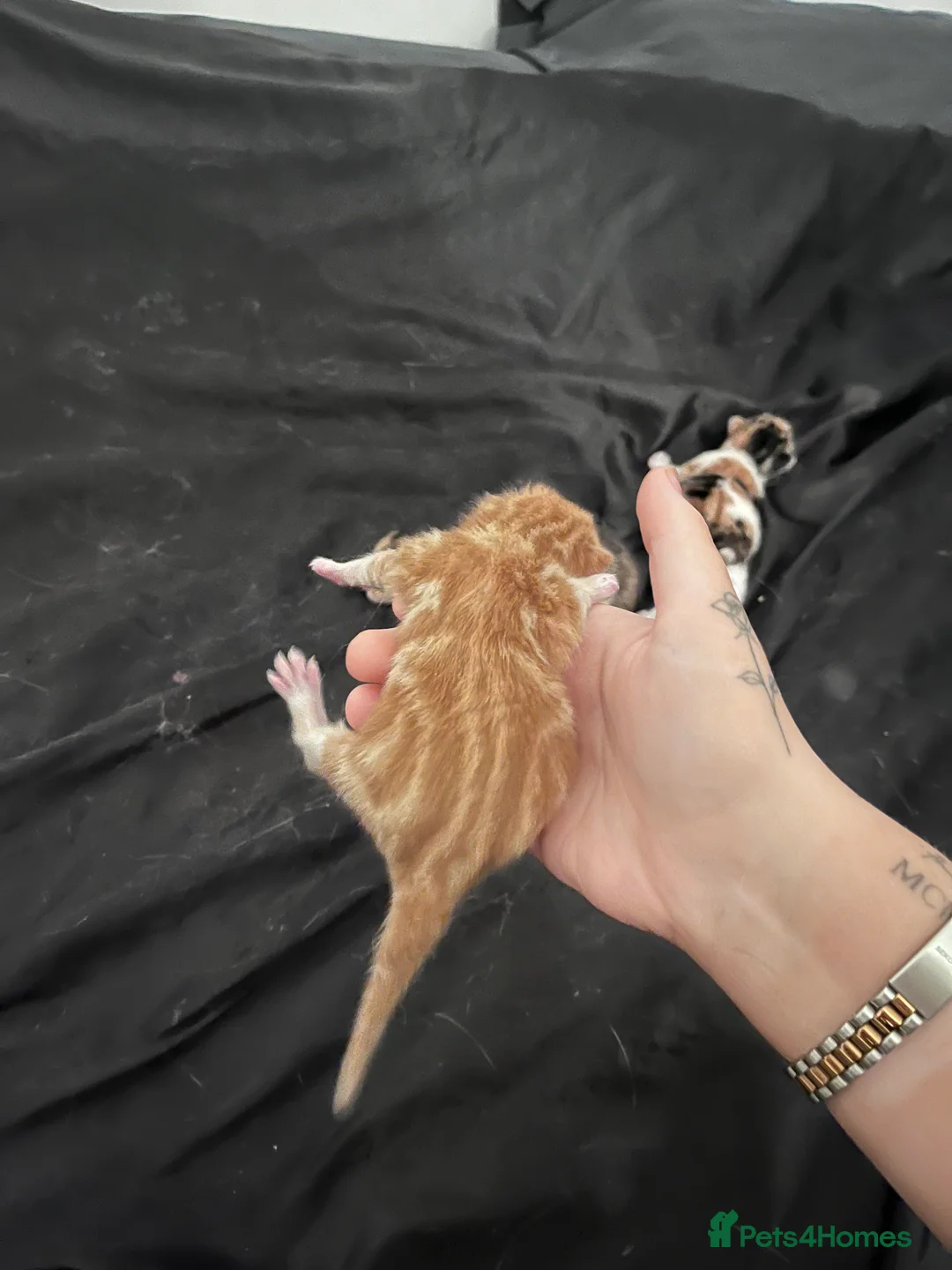 American Shorthair cats for sale: 1 Kitten left for reserve!! - Advert 12