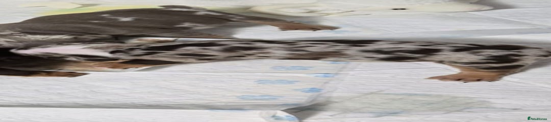 English Bulldog Puppy 3