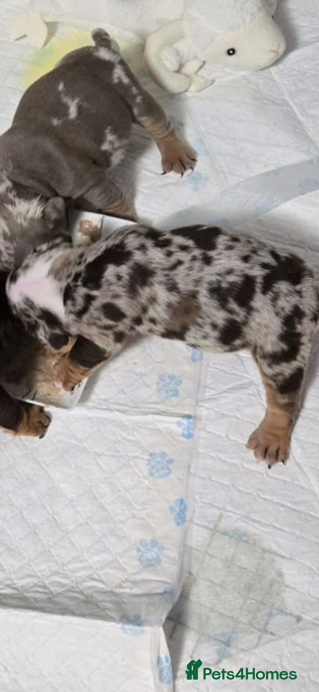 English Bulldog dogs for sale: Amazing English Bulldog Puppies - Image 12