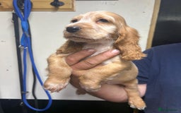 Cocker Spaniel dogs for sale: Orange Roan Girls - Image 5