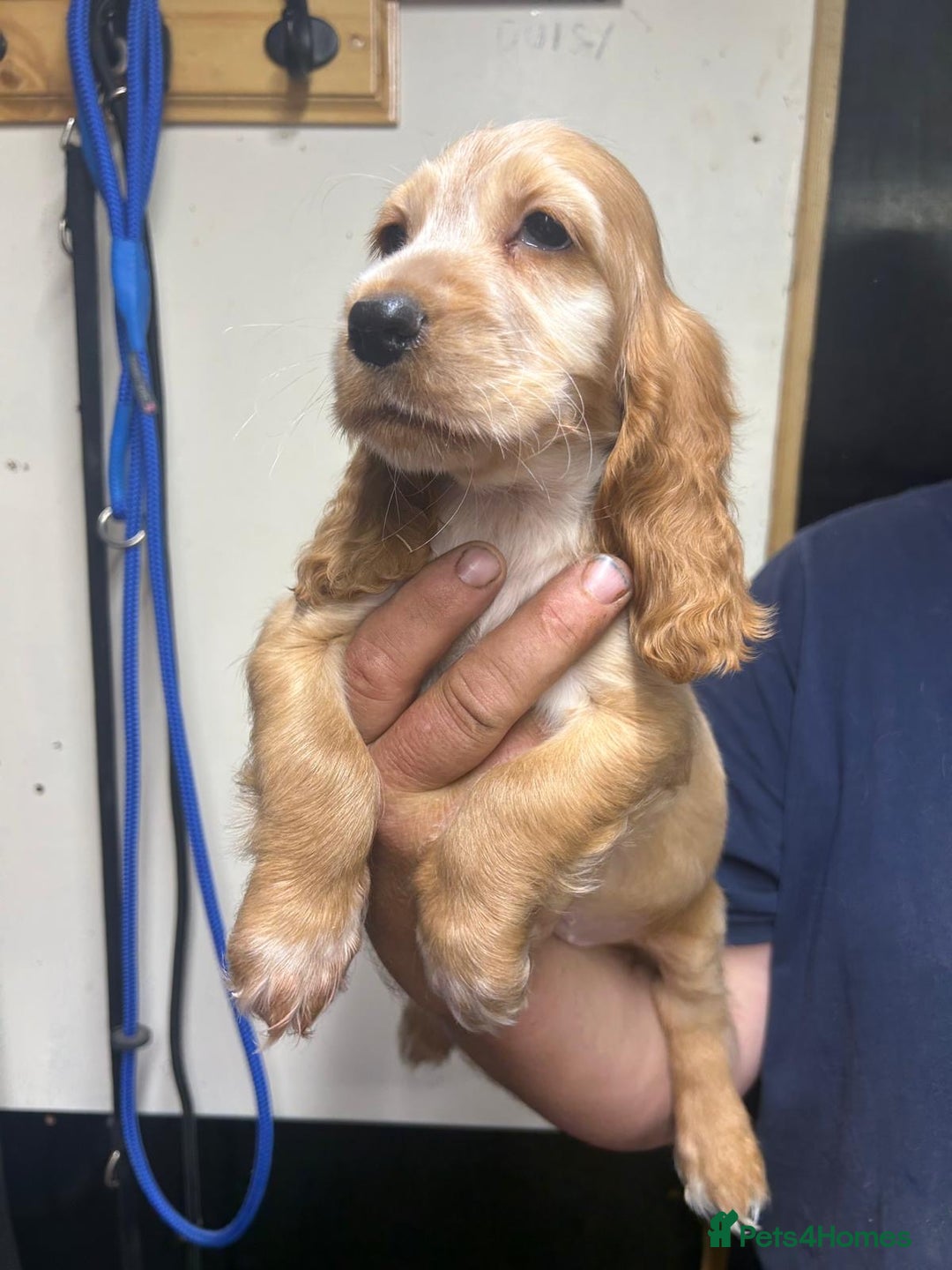 Cocker Spaniel dogs for sale: Orange Roan Girls - Image 5