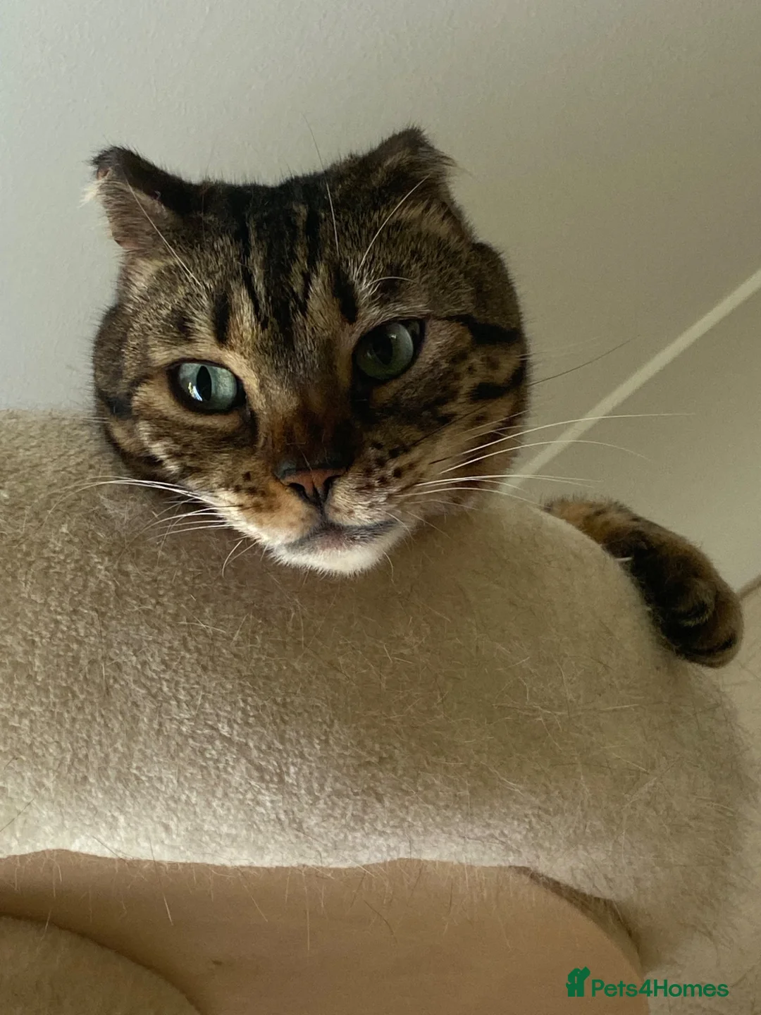 Bengal cats for sale: Full Bengal Brown Rosetted Female - Mia (Mims) - Advert 26