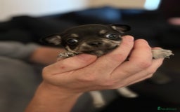 Chihuahua dogs for sale: Chihuahua and Pomchi puppies - Image 9