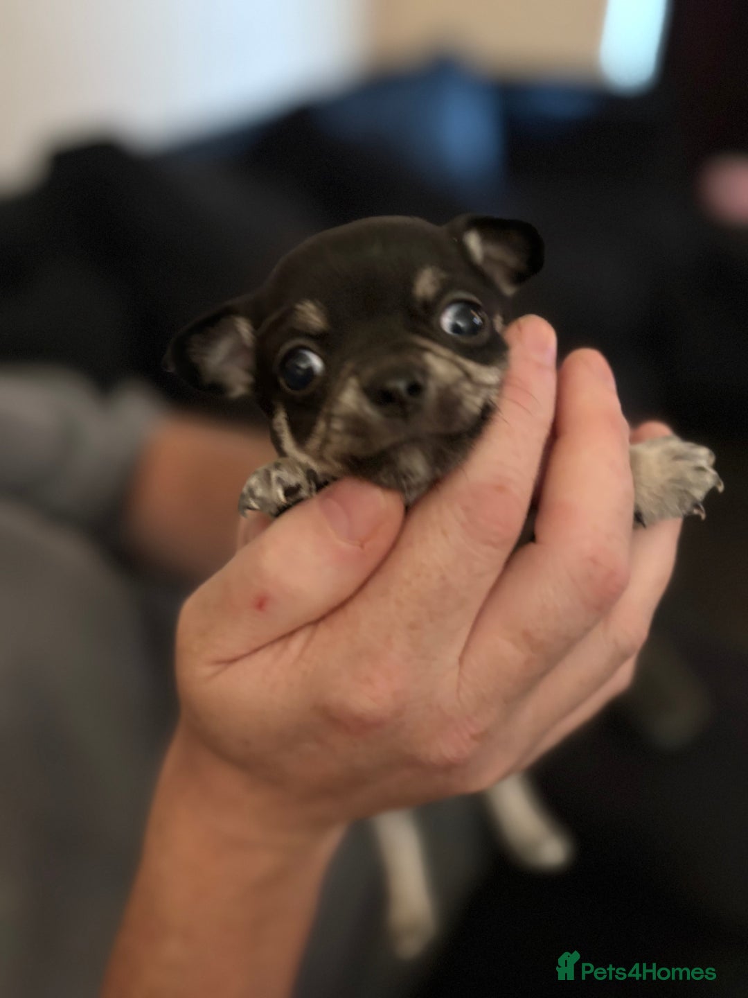 Chihuahua dogs for sale: Chihuahua and Pomchi puppies - Image 9