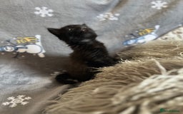 Mixed Breed cats for sale: Kittens  - Image 8