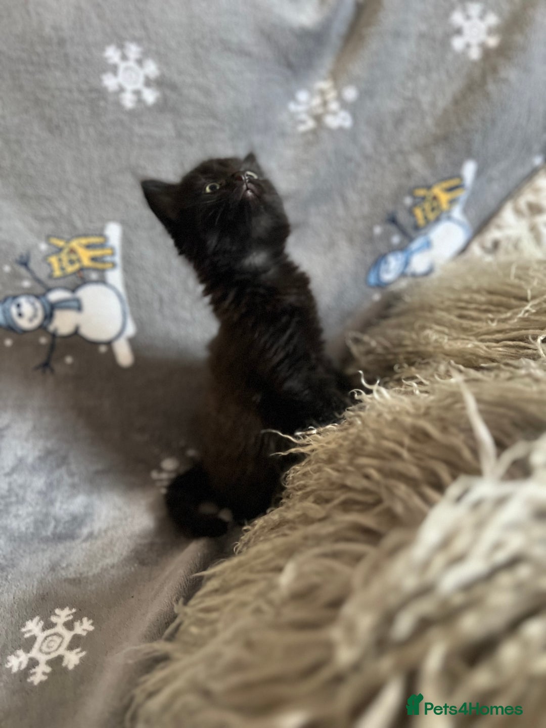 Mixed Breed cats for sale: Kittens  - Image 8