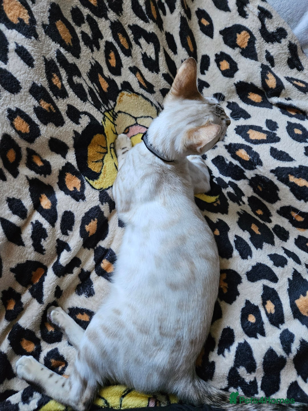 Bengal cats for sale: Snow bengal kittens for loving homes  - Image 38