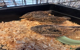 Quail poultry for sale: Japanese (Coturnix) quail point of lay - Image 2
